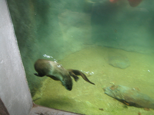 Swimming otter (07-14-2010 09:37)