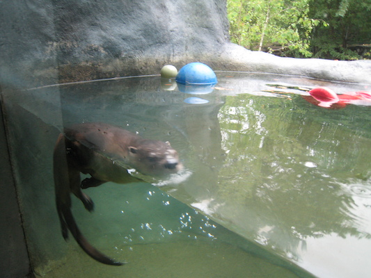 Swimming otter (07-14-2010 09:38)
