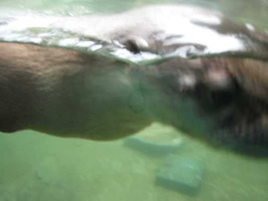 Swimming otter (07-14-2010 09:38)