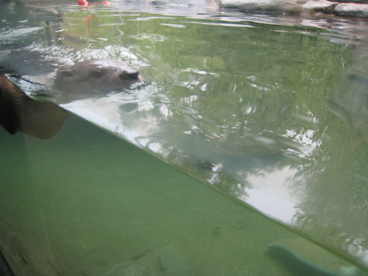 Swimming otter (07-14-2010 09:38)