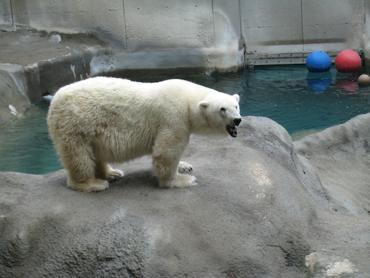 Polar bear (07-14-2010 09:48)
