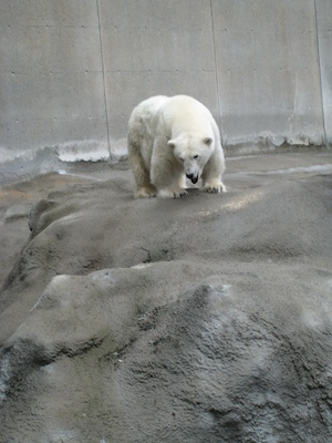 Polar bear (07-14-2010 09:49)