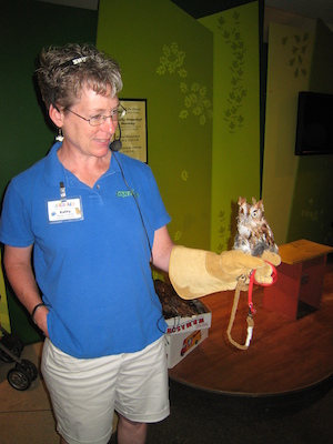 Screech owl (07-14-2010 11:57)