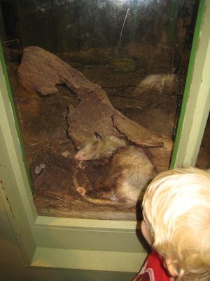 Cole watching the sleeping possum (07-14-2010 12:40)