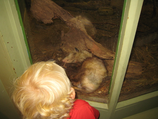 Cole watching the sleeping possum (07-14-2010 12:40)