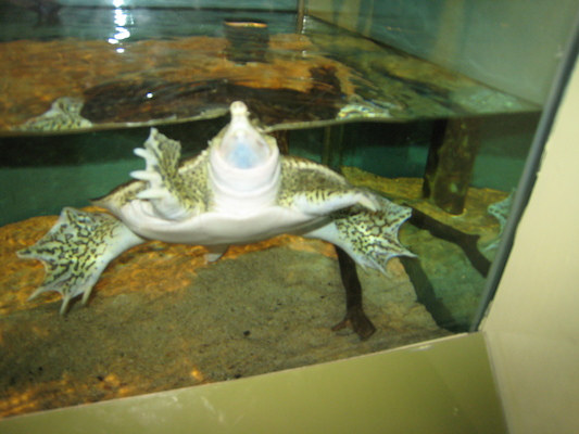 Spiny Softshell Turtle (07-14-2010 12:40)