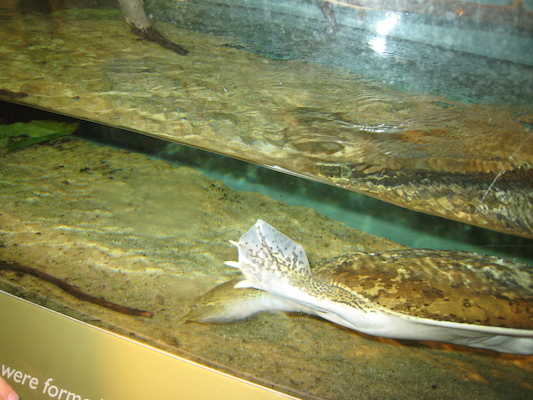 Spiny Softshell Turtle (07-14-2010 12:40)