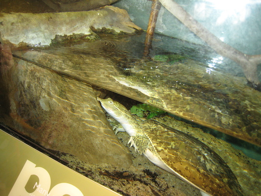 Spiny Softshell Turtle (07-14-2010 12:40)