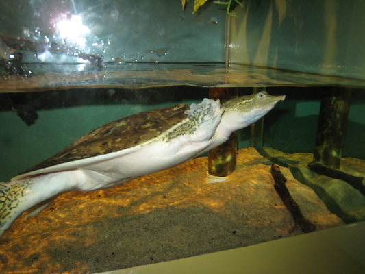 Spiny Softshell Turtle (07-14-2010 12:40)