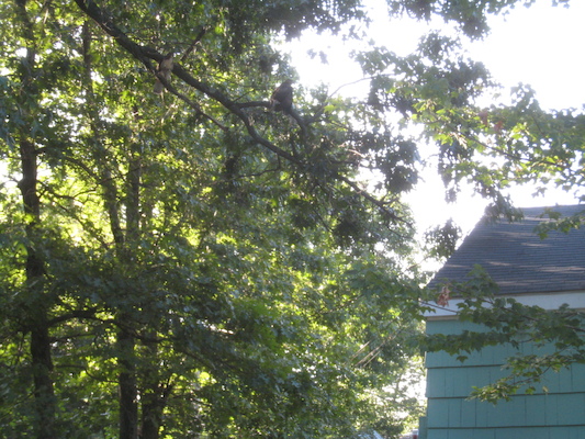Hawks in the tree at Poppy's house (07-15-2010 16:57)