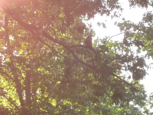 Hawks in the tree at Poppy's house (07-15-2010 16:58)