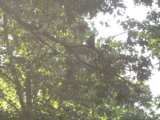 Hawks in the tree at Poppy's house (07-15-2010 16:58)