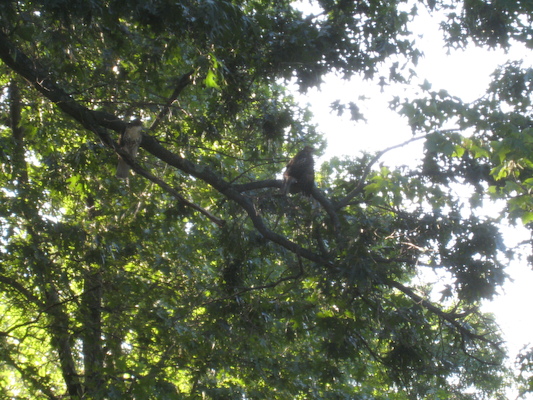 Hawks in the tree at Poppy's house (07-15-2010 16:58)