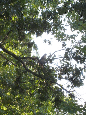 Hawk in the tree at Poppy's house (07-15-2010 17:05)