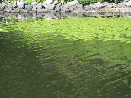 Lillies from the boat (07-18-2010 08:07)