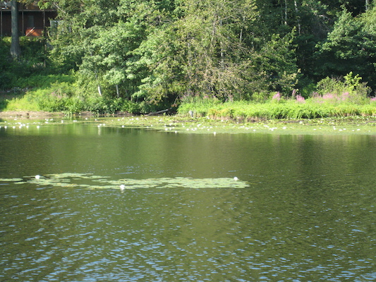 Blue heron (07-18-2010 08:12)