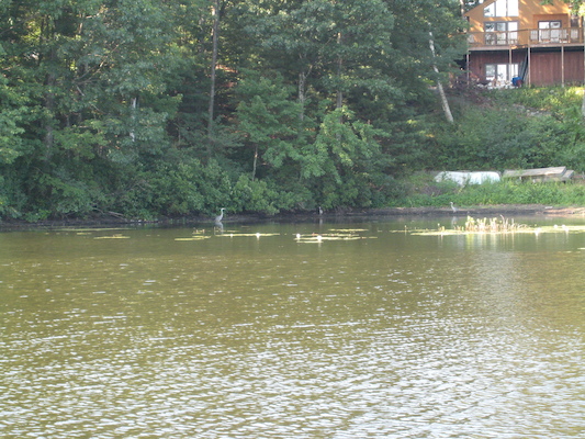 Blue herons (07-18-2010 08:12)