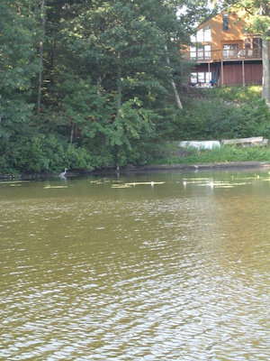 Blue herons (07-18-2010 08:13)