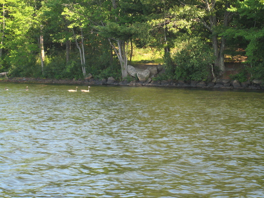 Family of geese (07-18-2010 08:28)