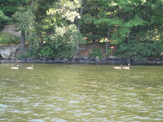 Family of geese (07-18-2010 08:28)