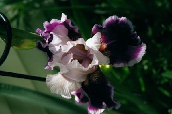 Bearded iris