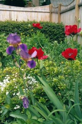 Irises & poppies