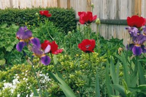 Irises & poppies