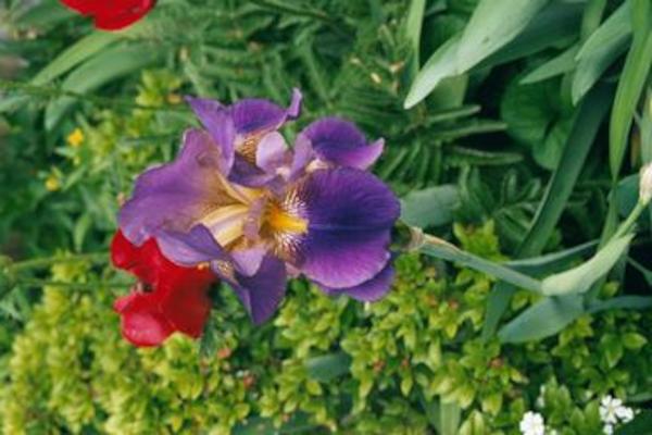 Irises & poppies