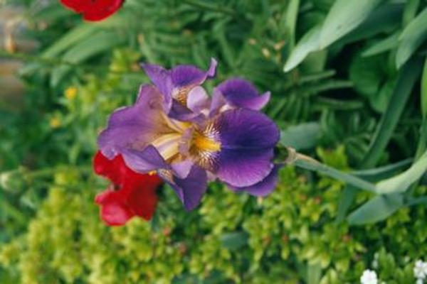 Irises & poppies