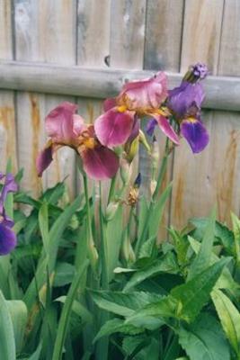 Irises