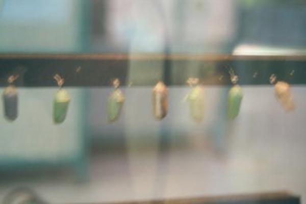 Butterfly cocoons