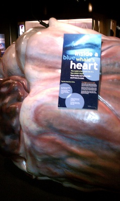 Model of a Blue Whale's heart (08-08-2010 14:39)