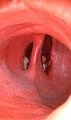 Model of a Blue Whale's heart with Tim and Cole inside (08-08-2010 14:40)