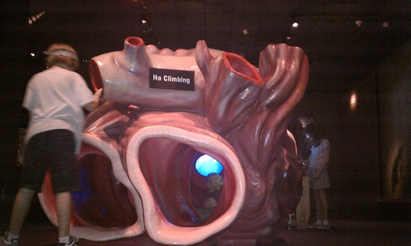 Model of a Blue Whale's heart with Tim and Cole inside (08-08-2010 14:40)