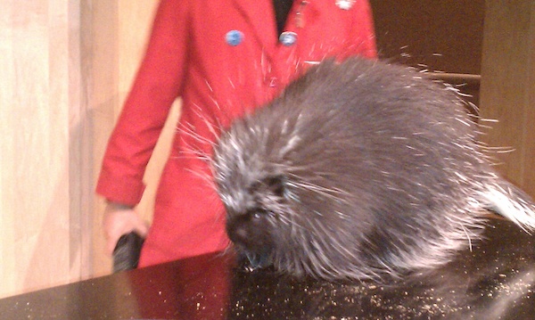 Porcupine (08-08-2010 15:24)