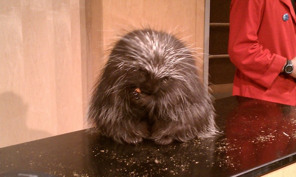 Porcupine (08-08-2010 15:25)