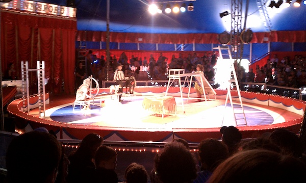 Circus dogs (08-21-2010 14:03)