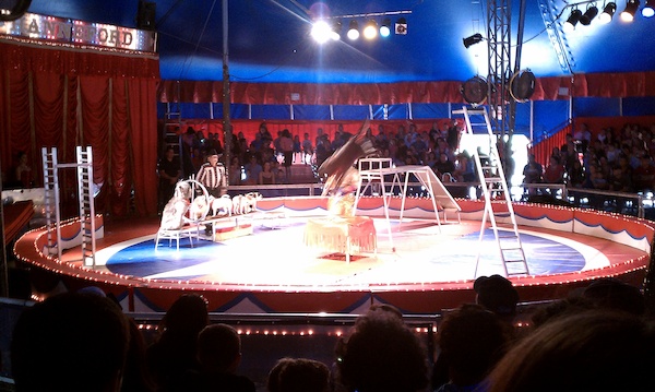 Circus dogs (08-21-2010 14:03)