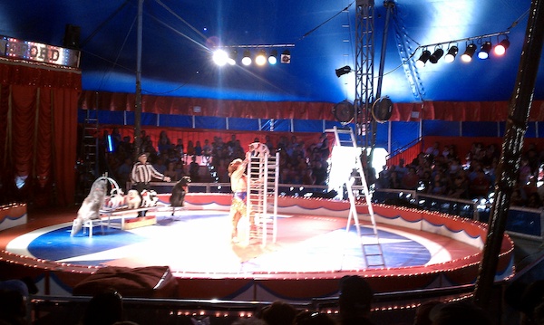 Circus dogs (08-21-2010 14:06)