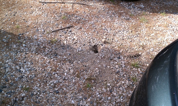 Salamander thing in Tamworth (08-21-2010 09:01)