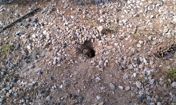 Salamander thing in Tamworth (08-21-2010 09:01)