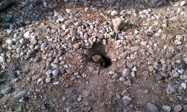 Salamander thing in Tamworth (08-21-2010 09:01)