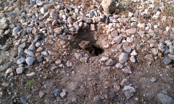 Salamander thing in Tamworth (08-21-2010 09:02)