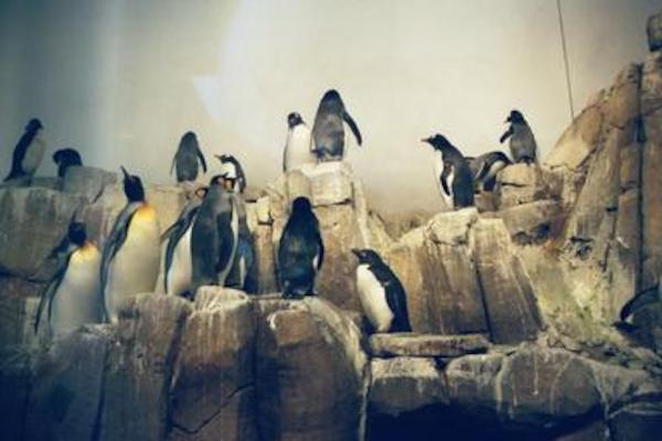 Penguins