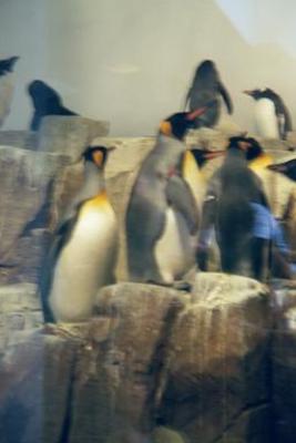 Penguins