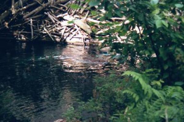 Beaver dam
