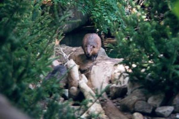 Beaver