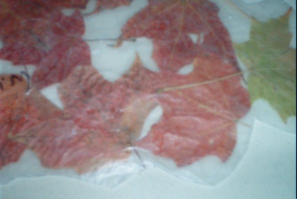 IMG_1487 (10-12-2010 21:50)