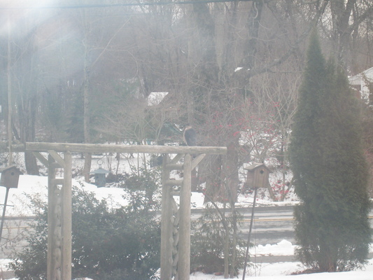 Hawk on the trellis (12-25-2010 11:17)