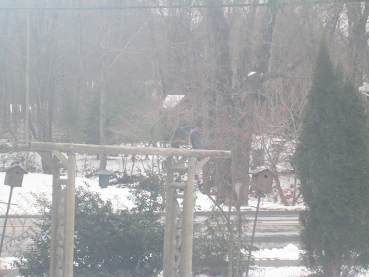 Hawk on the trellis (12-25-2010 11:17)